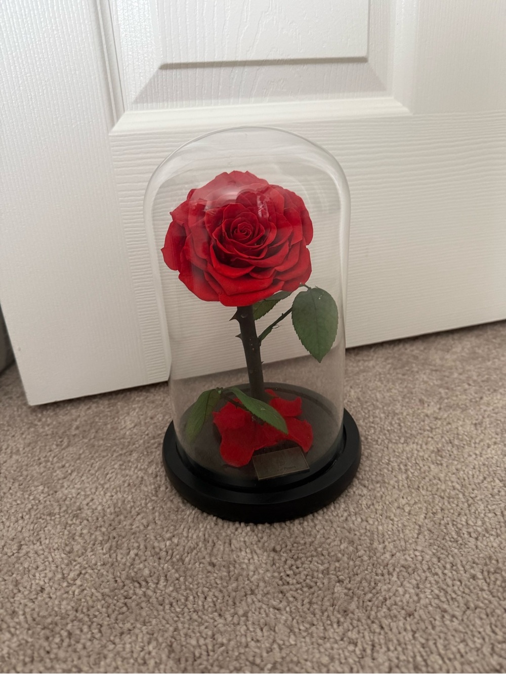 Red rose dream of flowers beauty and the beast